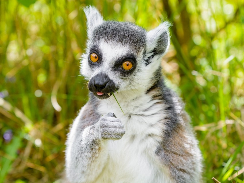 lemur, funny, cool, grass, eat, animal