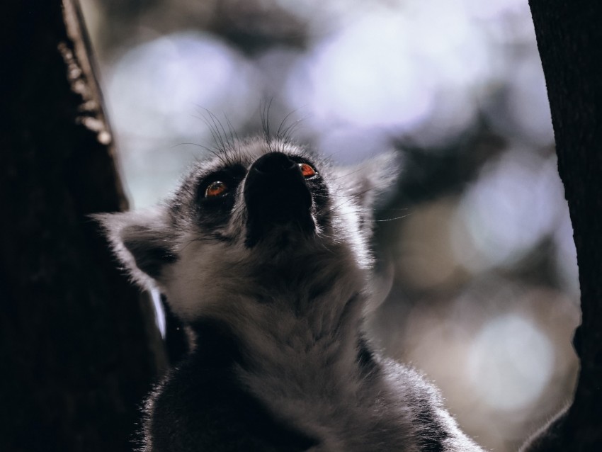 lemur, glance, animal, beast, wildlife