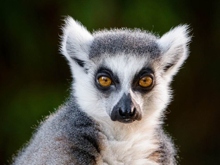 lemur, glance, funny, animal, wildlife