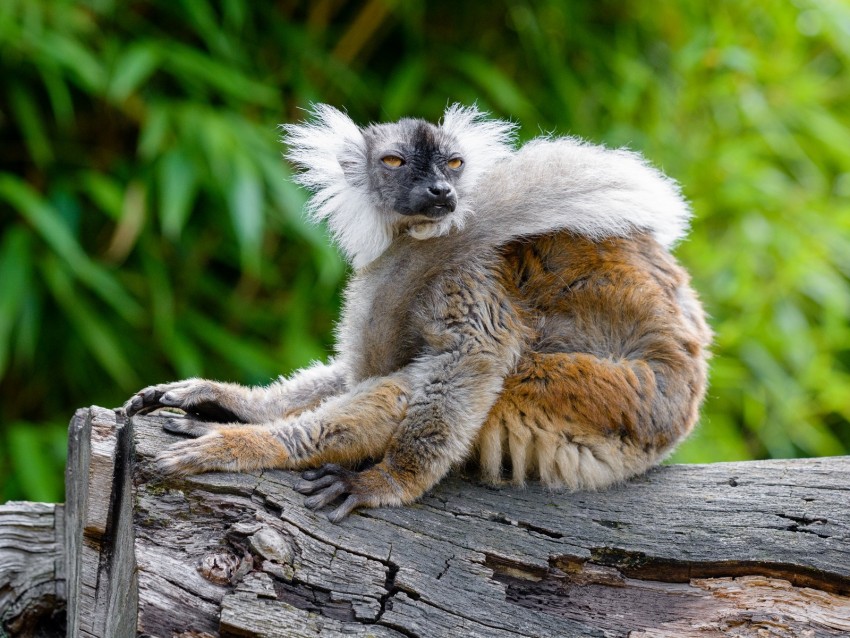 lemur, glance, funny, animal, wildlife