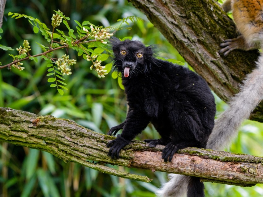 Lemur Protruding Tongue Funny Black Wilderness Background