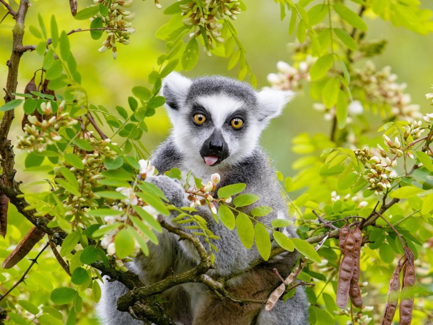 Lemur Tree Branches Animal Funny Protruding Tongue Background