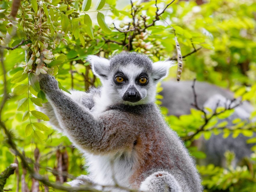 Lemur Tree Branches Animal Wildlife Background