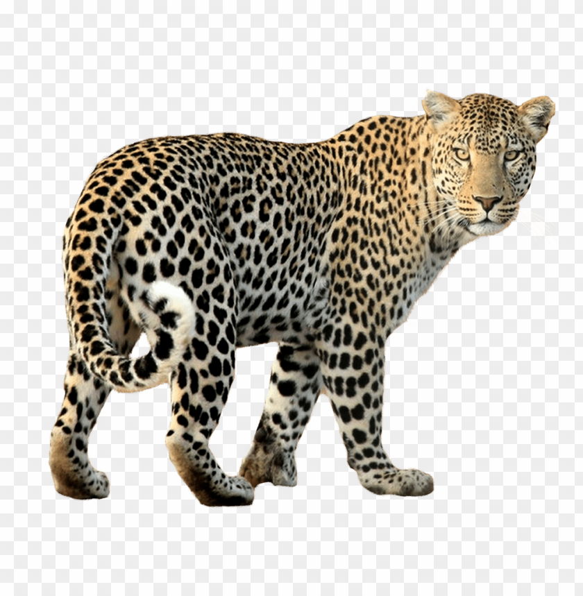 Leopard PNG, big cat, spotted, wildlife