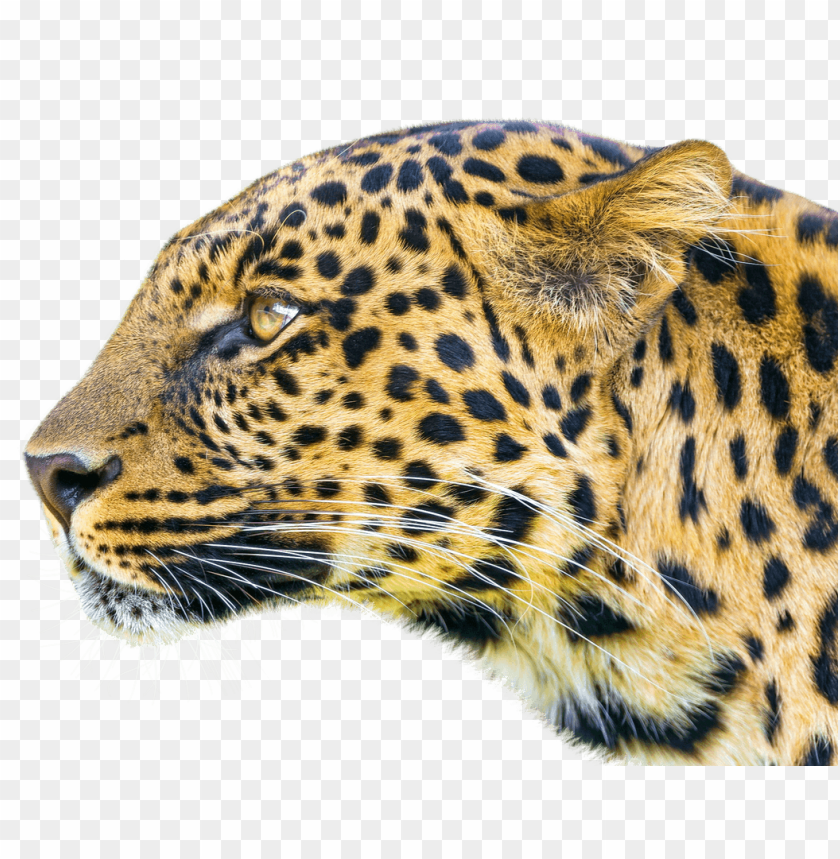 Leopard head PNG, big cat, fierce, spotted