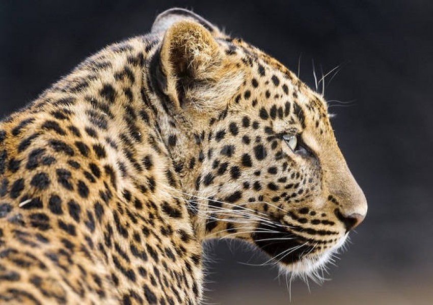 leopard, wild cat, jungle animal, spotted fur, big cat, nature, wildlife