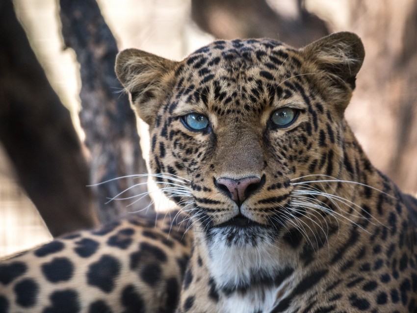 Leopard Big Cat Predator Sight Background