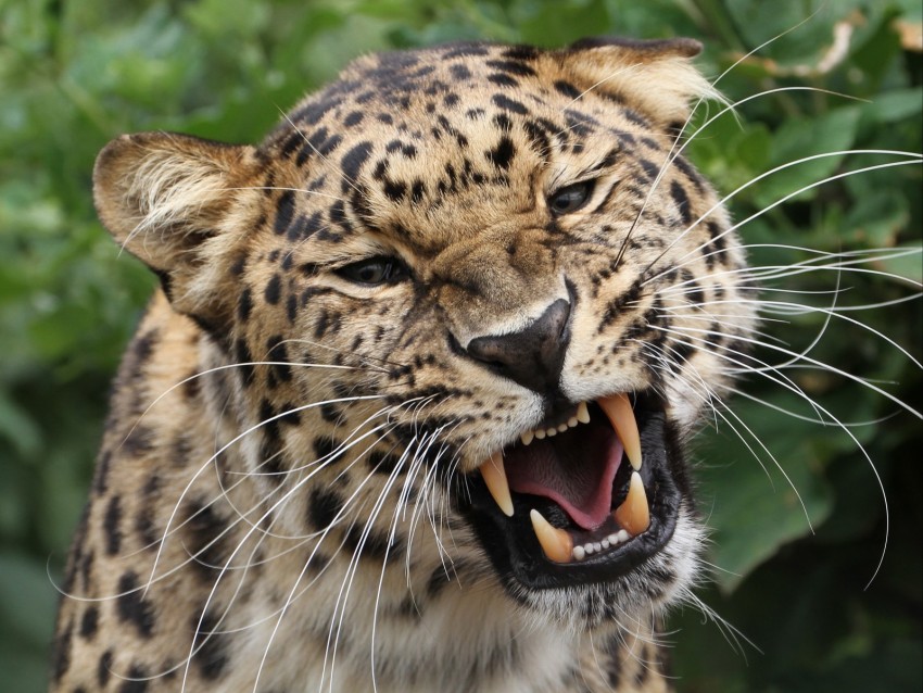 Leopard Grin Predator Big Cat Wildlife Background