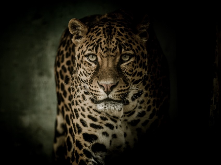 Leopard Predator Glance Big Cat Dark Background