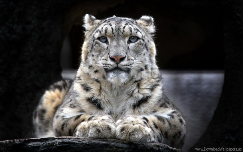 snow leopard, wild animals, big cats, nature photography, endangered species, animal conservation, wildlife portrait