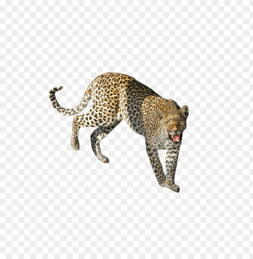 
cheetah
, 
leopard
, 
pard
, 
lion passant guardant
, 
libbard
