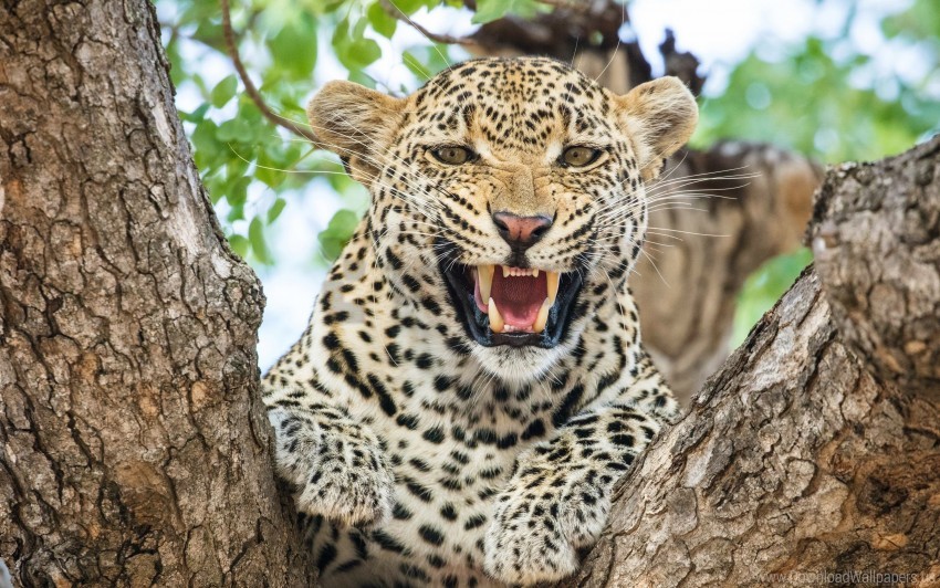 leopard, wild animal, predator, spotted fur, tree climbing, nature photography, big cat