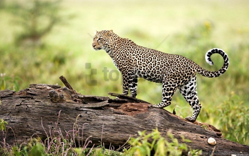 wildlife, leopard, big cat, savannah, nature, animal, predator