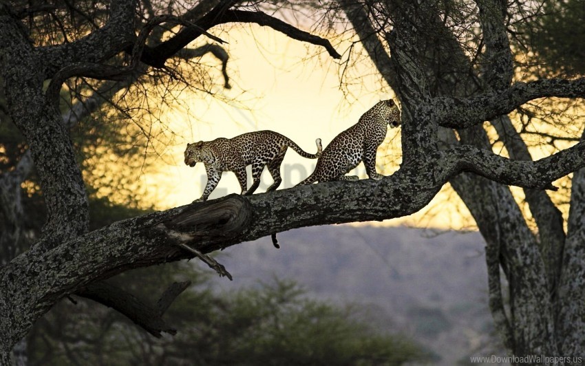 leopard, wildlife, nature, tree, silhouette, savannah, big cats