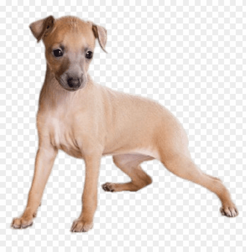 animals, greyhounds, light brown greyhound puppy, 