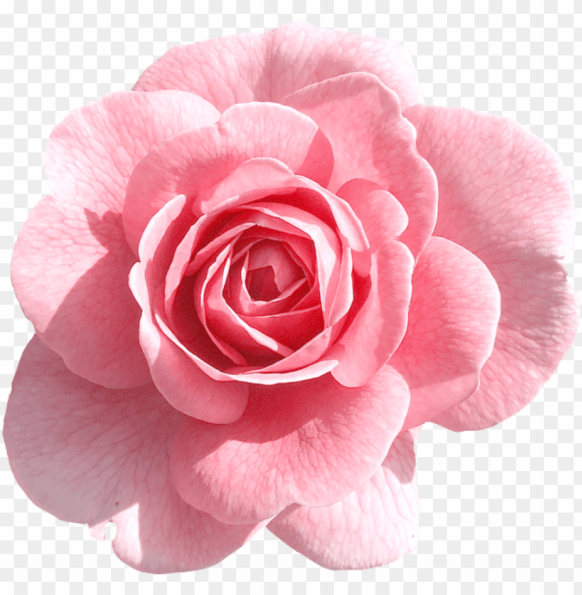 light pink rose