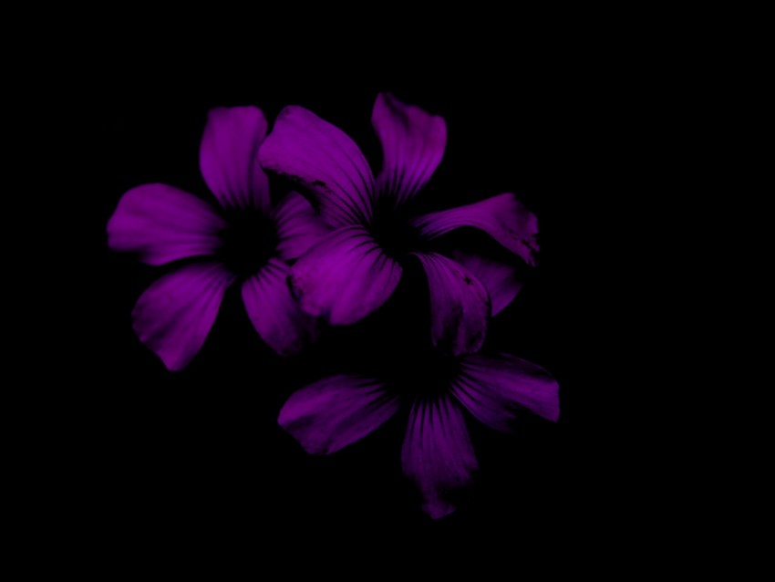 Lilac Flower Dark Purple Night Background