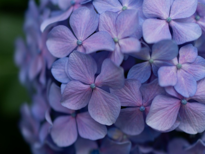 lilac, flowers, inflorescence, flowering, plant