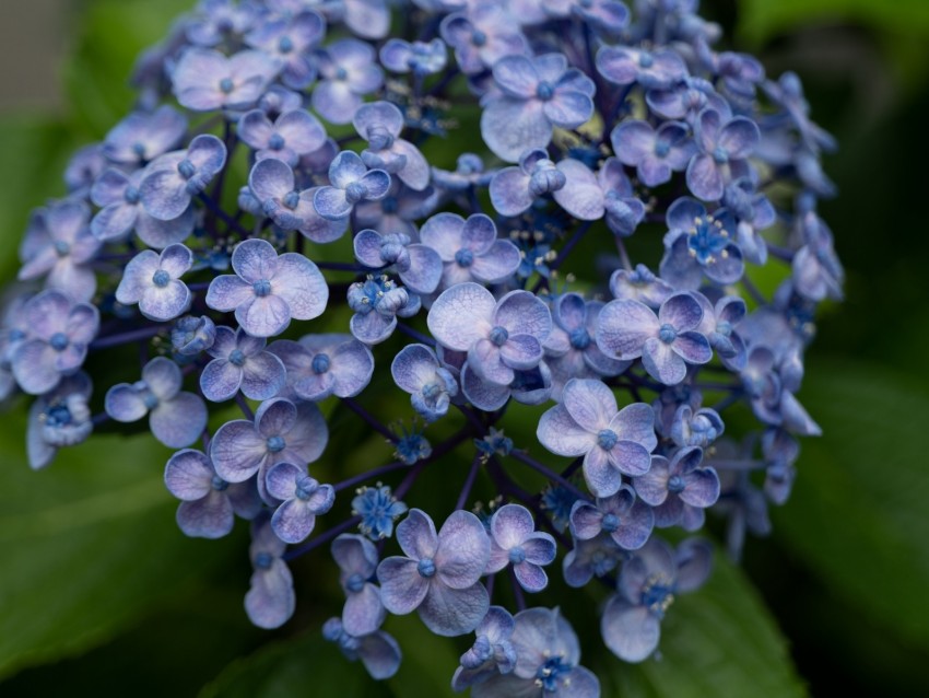 lilac, flowers, inflorescence, plant, bloom