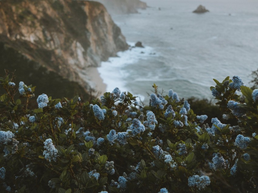 Lilac Flowers Sea Rocks Coast Background