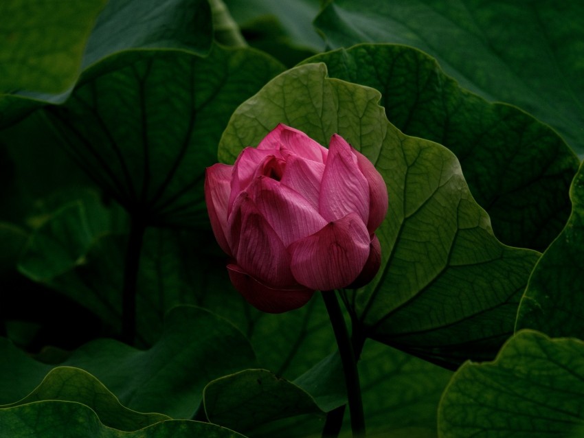 lily, bud, flower, pink, plant