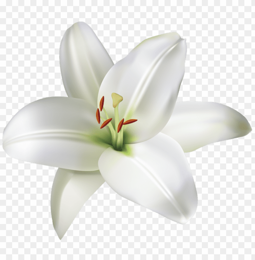 lily flower