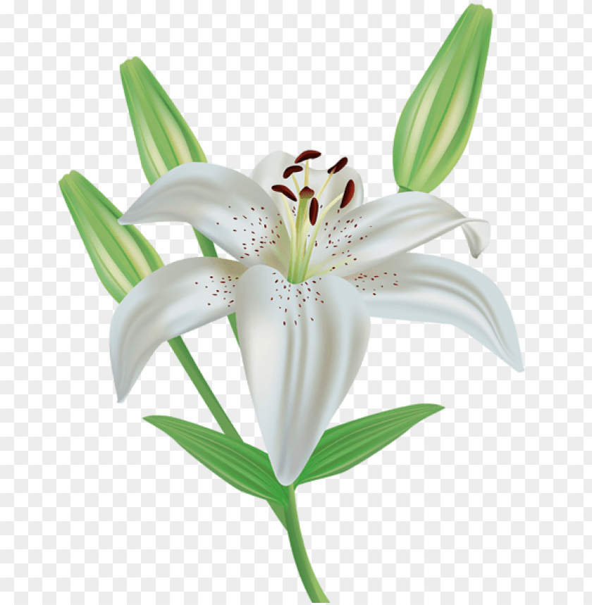 lily flower