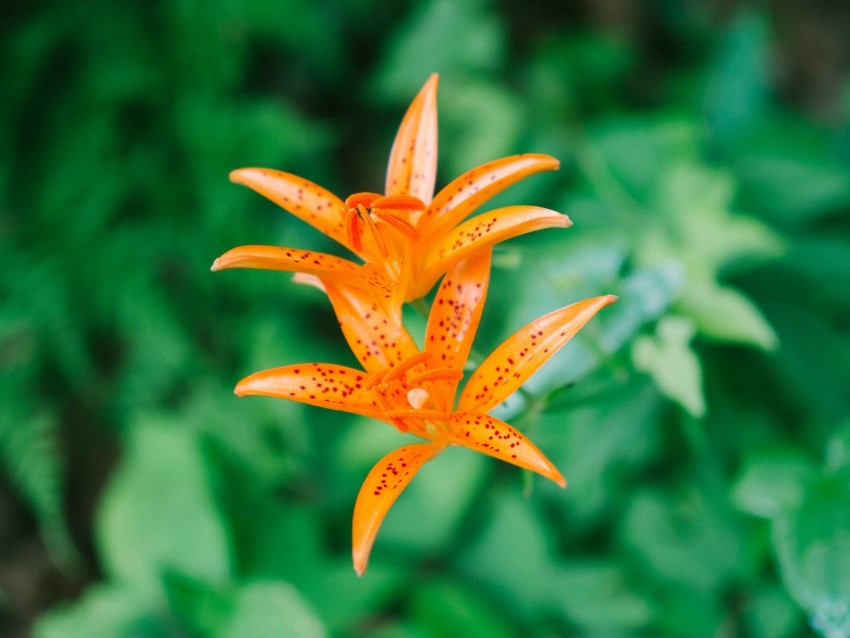 lily, flower, orange, bloom, plant