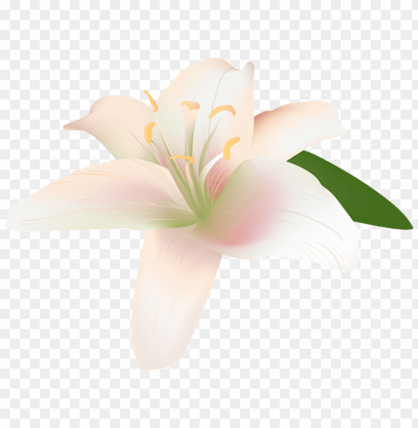 lily flower transparent