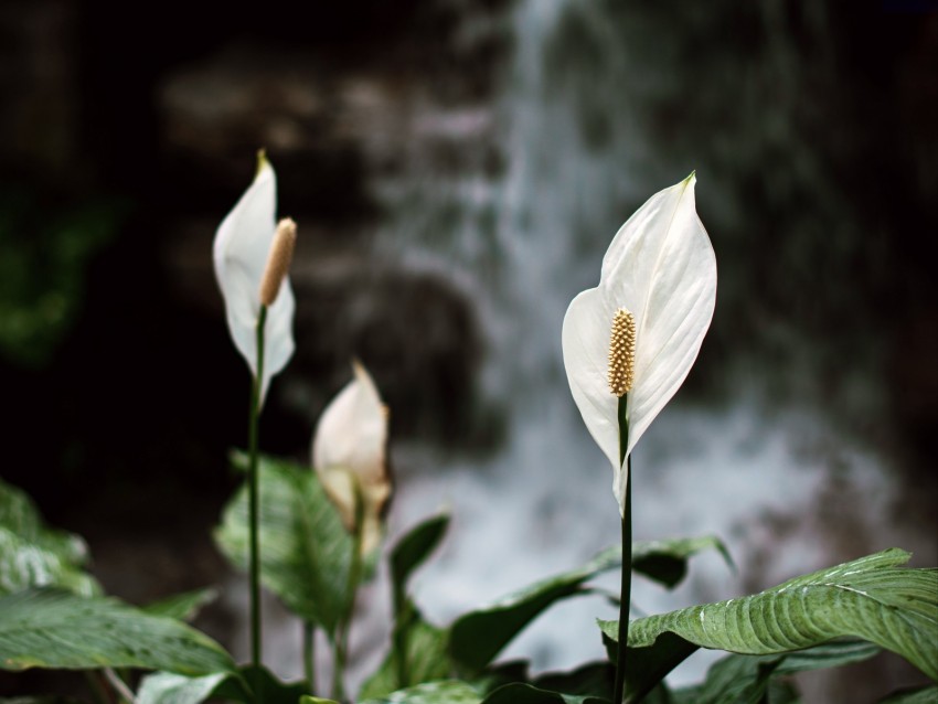 Lily Flowers White Plant Bloom Background