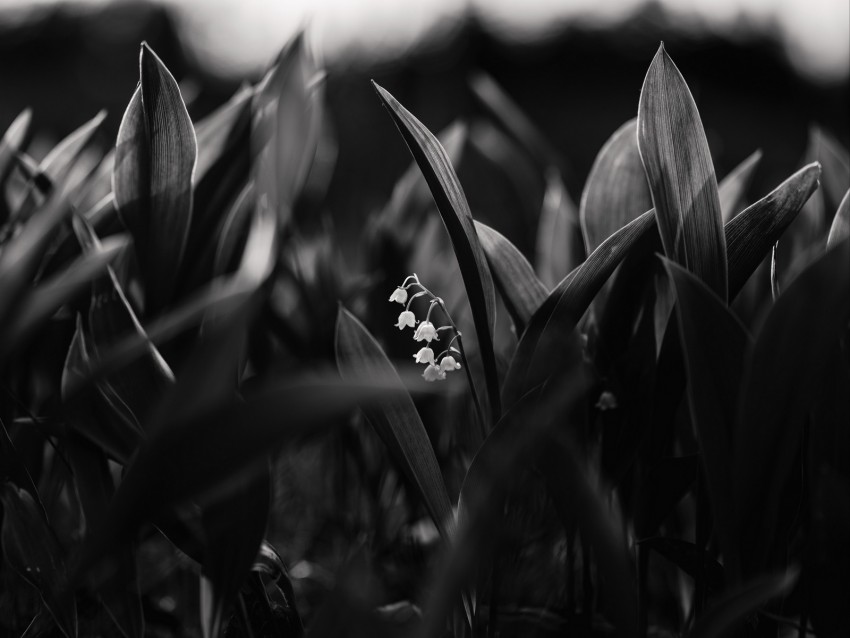 Lily Of The Valley Flowers Bw Plant Bloom Background