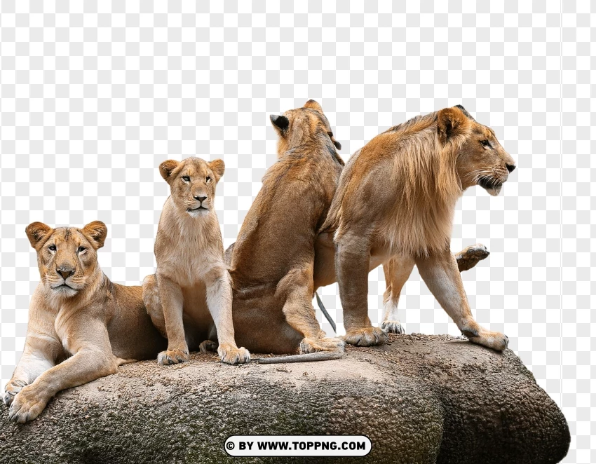 Resting Lion Family Group PNG Transparent Background