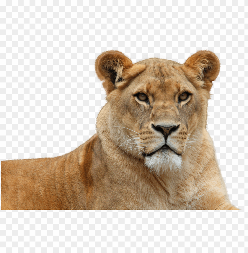 Lioness PNG, big cat, wild, powerful