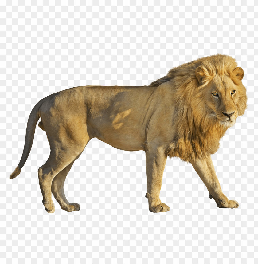 Lion PNG, wild, majestic, powerful