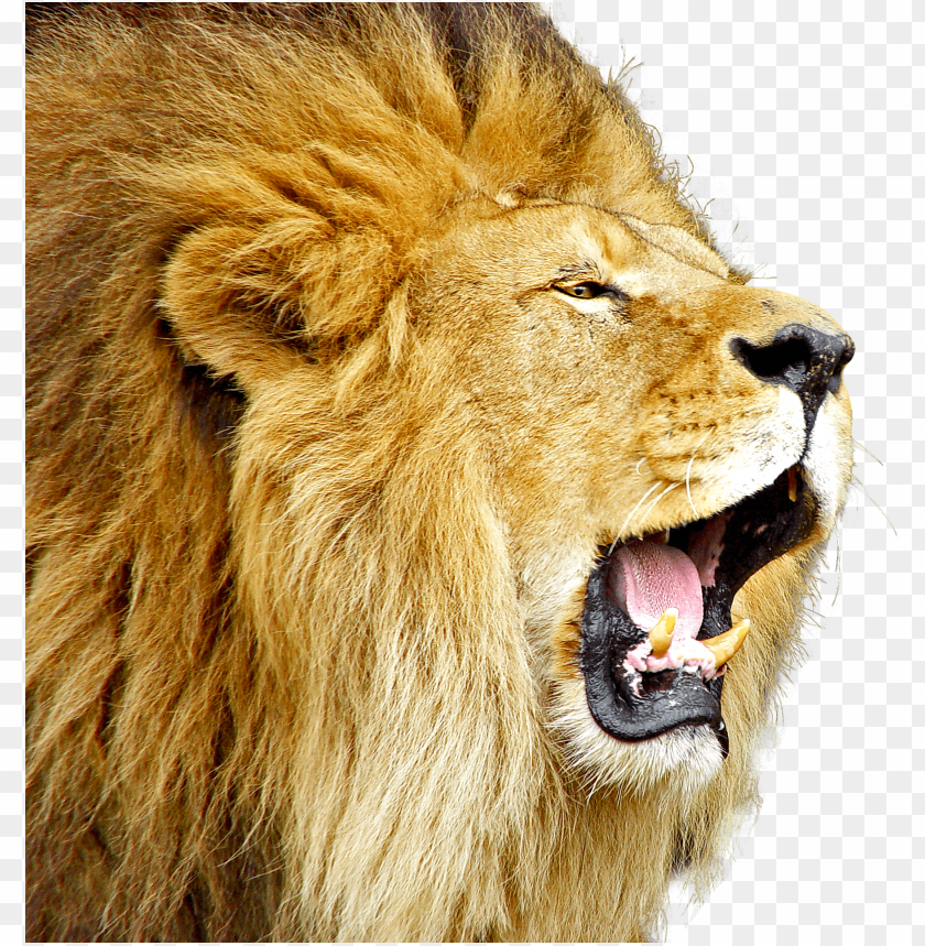 
animals
, 
lion
