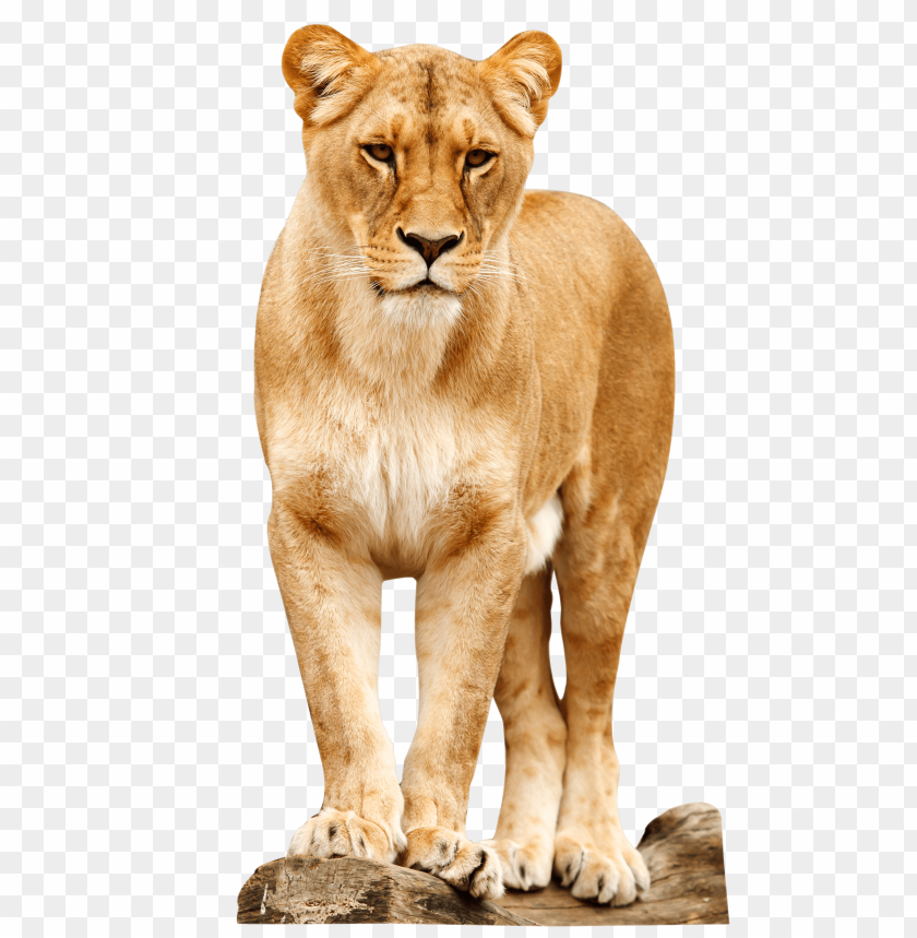 
animals
, 
lion
