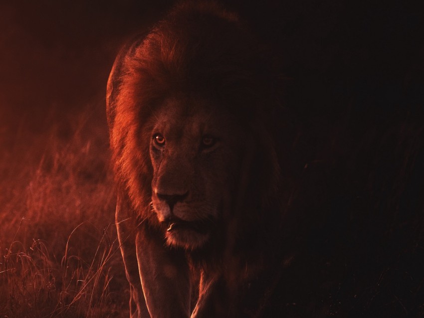 Lion Big Cat Predator King Of Beasts Wildlife Background