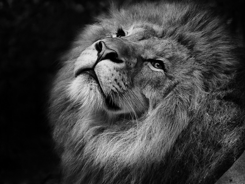 Lion Bw Muzzle King Of Beasts Mane Background