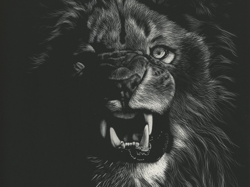 Lion Grin Art Bw Drawing Background