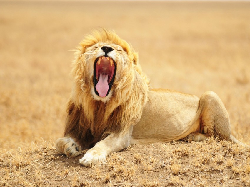 Lion Grin Predator King Of Beasts Big Cat Wildlife Background