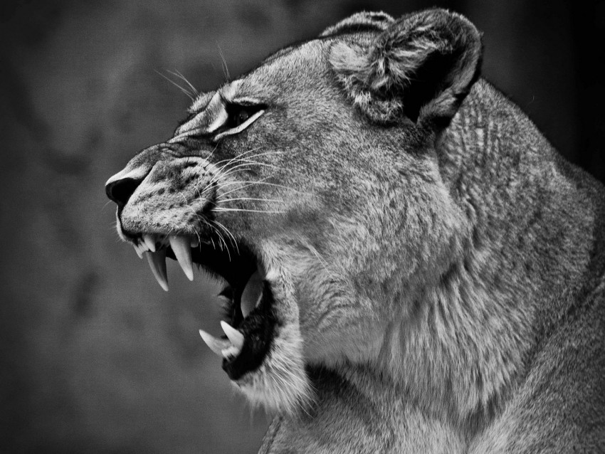 Lion Lioness Grin Bw Predator Big Cat Background