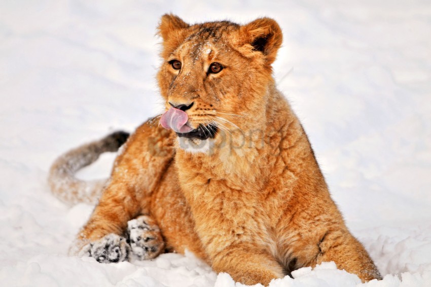 Lion Lying Snow Wallpaper PNG Transparent Background