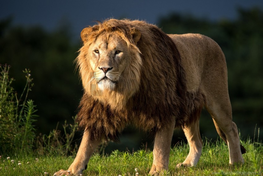 Lion Mane Predator Wallpaper PNG Transparent Background