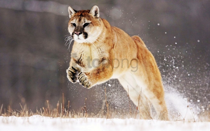 mountain lion, wildlife, snow, animal movement, nature, feline, forest