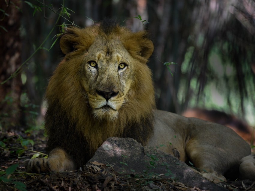 Lion Predator Mane King Of Beasts Big Cat Background