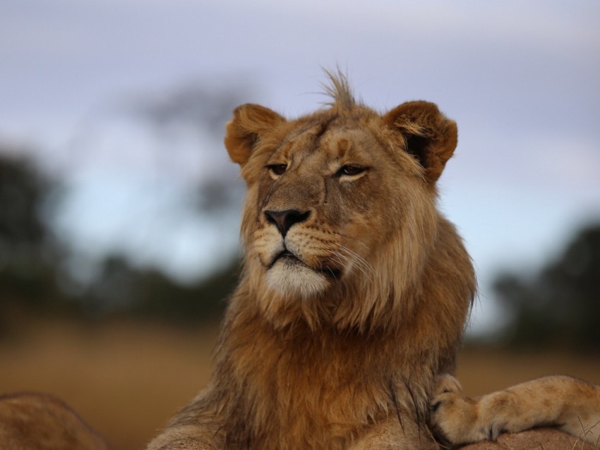 Lion Savannah Wildlife Glance Proud Predator Background