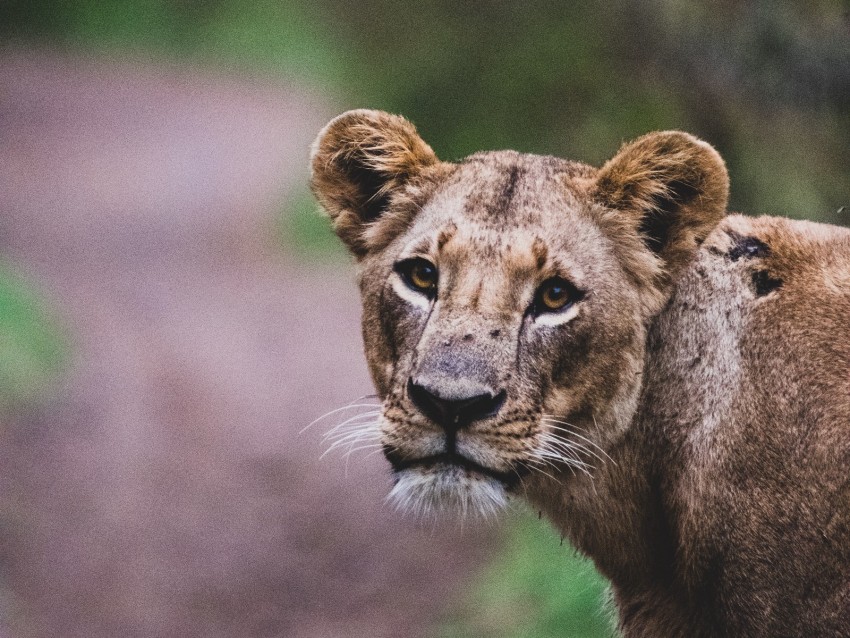 lioness, lion, big cat, view, predator, wildlife