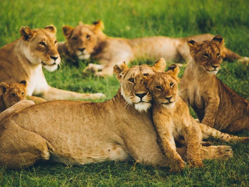 Lioness Lion Cub Big Cats Family Pack Predators Wildlife Background