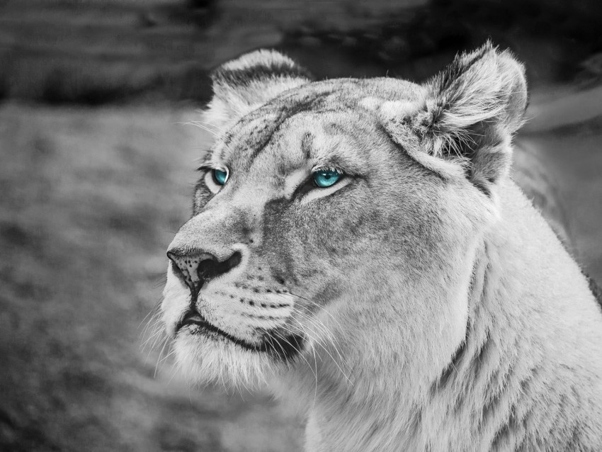 lioness, muzzle, eyes, view, wildlife, africa