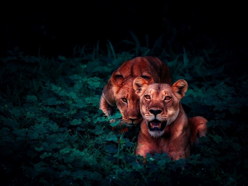 lions, cubs, wildlife, glance